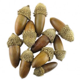شاه بلوط طبیعی