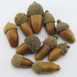 بلوط طبیعی