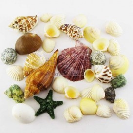 پکیج صدف و گوش ماهی