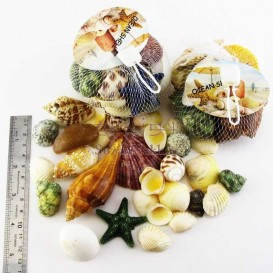 پکیج صدف و گوش ماهی