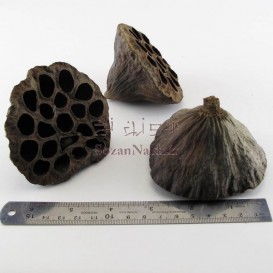 گل نیلوفر خشک بدون ساقه