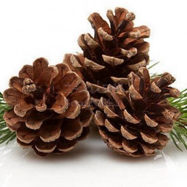 میوه درخت کاج