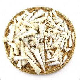 صدف بلند شاخ یونیکورن