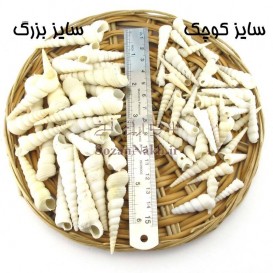 صدف تک شاخ یونیکورن (حلزون قیفی بلند)