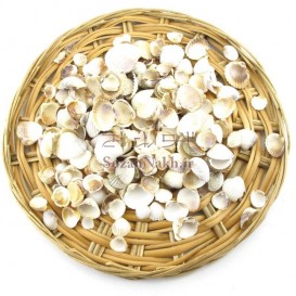 صدف سفید شمال