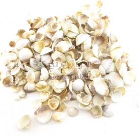 صدف سفید شمال