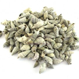 صدف دوکی سیاه