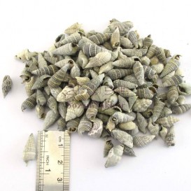 صدف دوکی سیاه