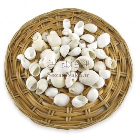 صدف حلزون سفید