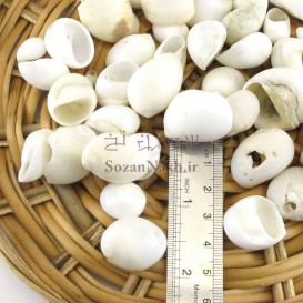 صدف حلزون سفید